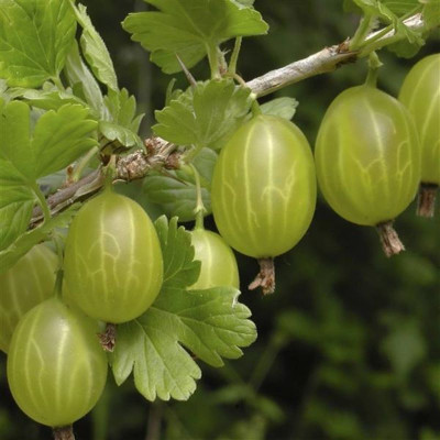 Саджанець агрусу Хіномакі (Hinnomaki)  середній