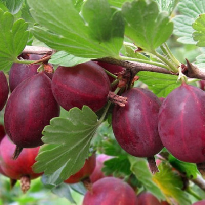 Саджанець агрусу Хіномакі Ред (Hinnonmaki Red)  ранній