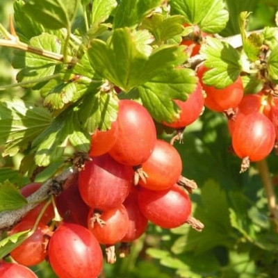 Саджанець агрусу Машека (Masheka)  середній