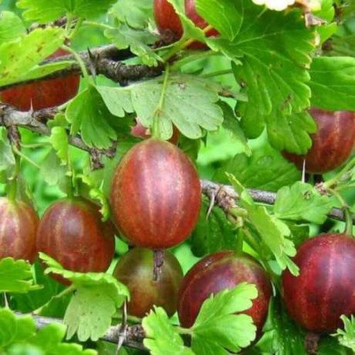 Саджанець агрусу Пакс (Paх)  середній