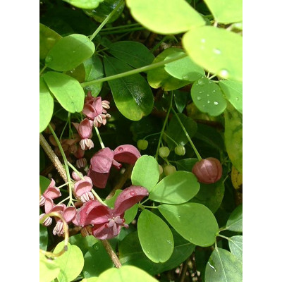 Саджанець акебії Akebia Quinata (шоколадна ліана)