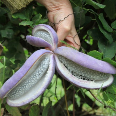 Саджанець акебії Akebia Quinata (шоколадна ліана)