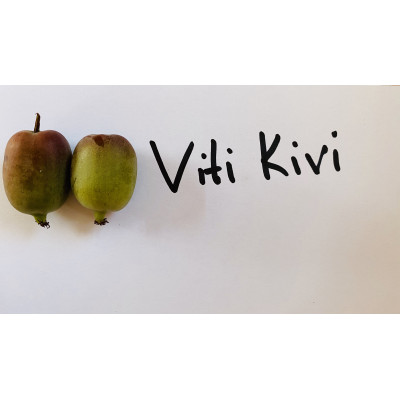 Саджанець актинідії  аргута Віті  Ківі  (Vitikiwi)  зелений самоплідний  морозостійкий