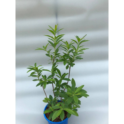 Саджанець азалії Apricot