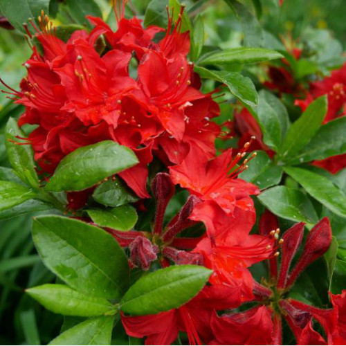 Саджанець азалії Crosswater Red