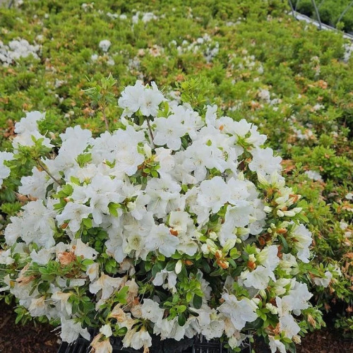 Саджанець азалії японської Pleasant White