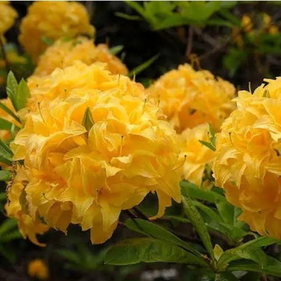 Саджанець азалії Yellow Pom Pom
