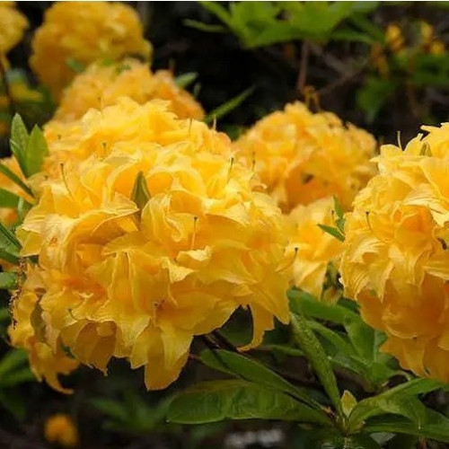 Саджанець азалії Yellow Pom Pom