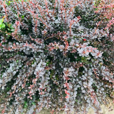 Саджанець барбарису  Thunbergii Atropurpurea