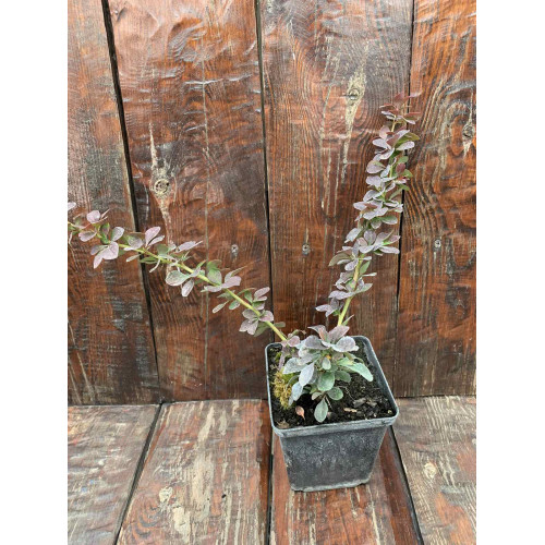 Саджанець барбарису  Thunbergii Atropurpurea