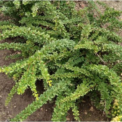 Саджанець барбарису  Thunbergii Green  Carpet