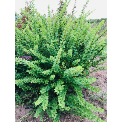 Саджанець барбарису Thunbergii Green Ornament