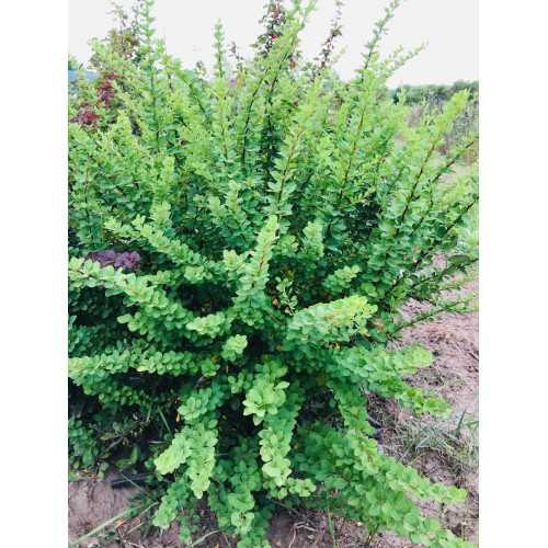 Саджанець барбарису Thunbergii Green Ornament