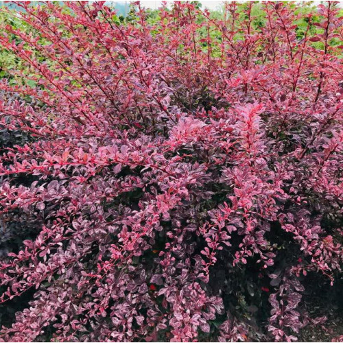 Саджанець барбарису Thunbergii Pink Queen