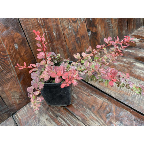 Саджанець барбарису Thunbergii Pink Queen