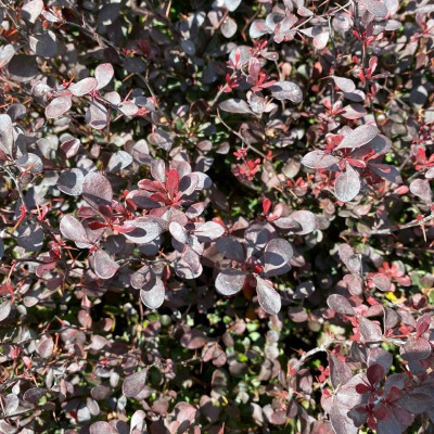 Саджанець барбарису  Thunbergii Purpurea