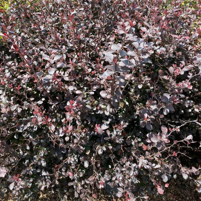 Саджанець барбарису  Thunbergii Purpurea