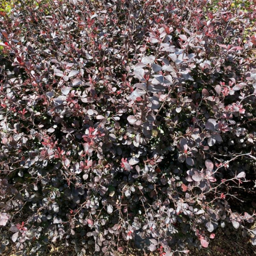 Саджанець барбарису  Thunbergii Purpurea