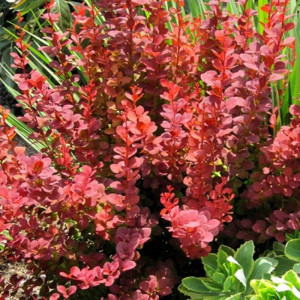  Саджанець барбарису  Thunbergii Red Carped