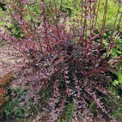Саджанець барбарису Thunbergii  Red Chief