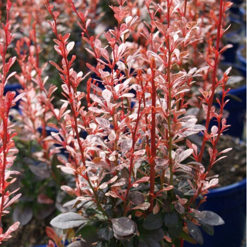 Саджанець барбарису  Thunbergii  Rosy Rocket