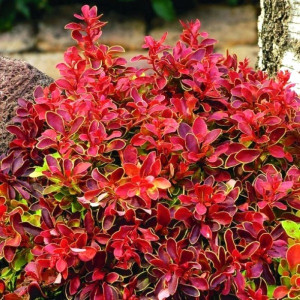 Саджанець барбарису Thunbergii Ruby Star