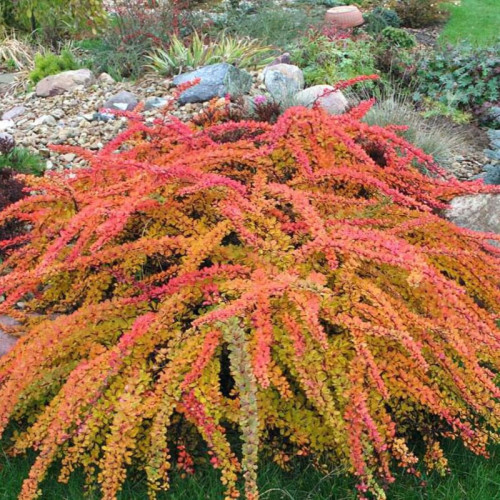 Саджанець барбарису  Thunbergii  Orange Carpet