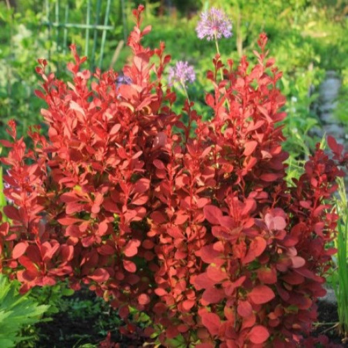 Саджанець барбарису  Thunbergii  Red Compact