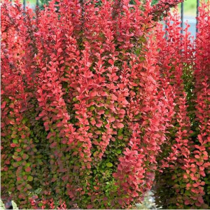  Саджанець барбарису  Thunbergii  Red Pillar