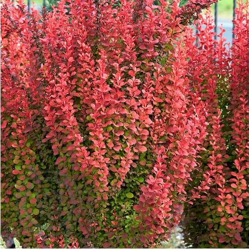 Саджанець барбарису  Thunbergii  Red Pillar