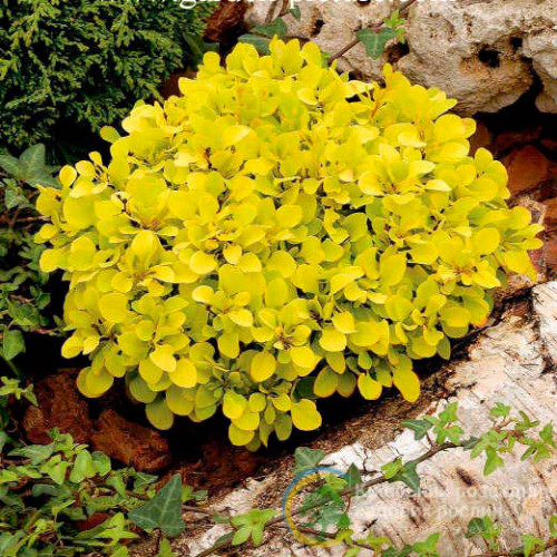 Саджанець барбарису  Thunbergii  Tiny Gold