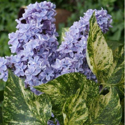 Саджанець бузоку  Aucubaefolia