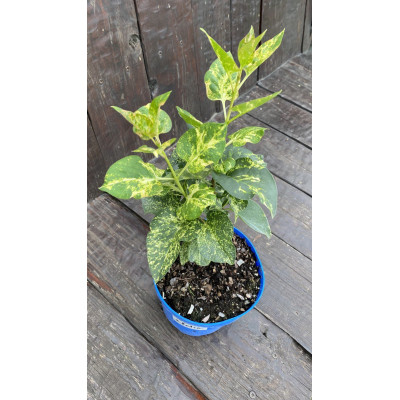 Саджанець бузоку  Aucubaefolia