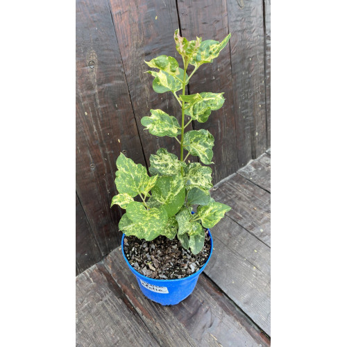 Саджанець бузоку  Aucubaefolia