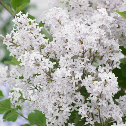 Саджанець бузку  Flowerfesta White