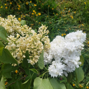   Саджанець бузку  Primerose