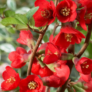 Хеномелес ‘Texas Scarlet’ 