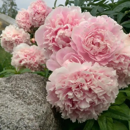 Саджанець півонії Sarah Bernhardt