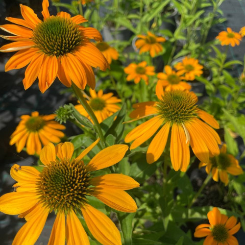 Саджанець ехінацеї  Lakota Yellow