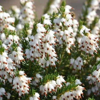 Саджанець еріки White Perfection