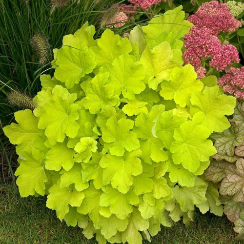 Саджанець гейхери Citronelle