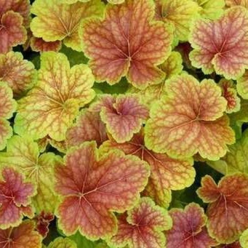 Саджанець гейхери Дельта дон (Heuchera Delta Dawn)