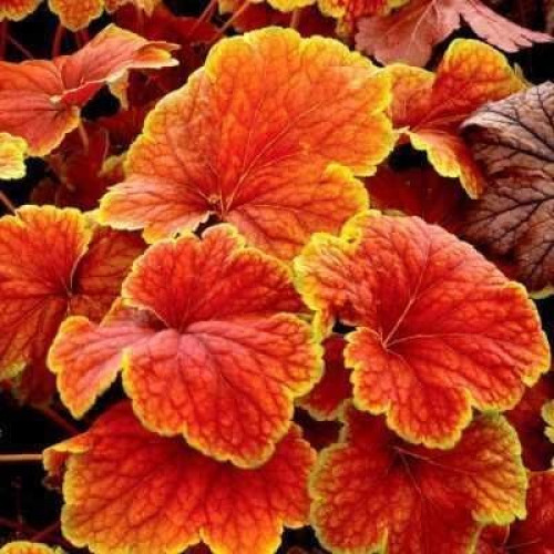Саджанець гейхери Дельта дон (Heuchera Delta Dawn)
