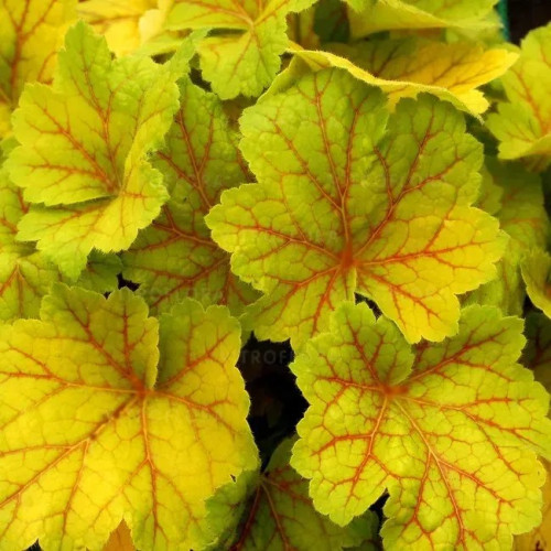 Саджанець гейхери  Електра (Heuchera Electra)