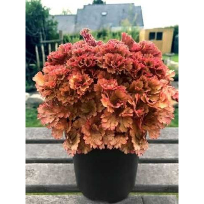 Саджанець гейхери Frilly Red