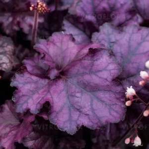 Саджанець гейхери Королівський Пурпур (Heuchera Rex Purple) Саджанець гейхери Королівський Пурпур (Heuchera Rex Purple)