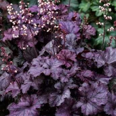 Саджанець гейхери Королівський Пурпур (Heuchera Rex Purple)