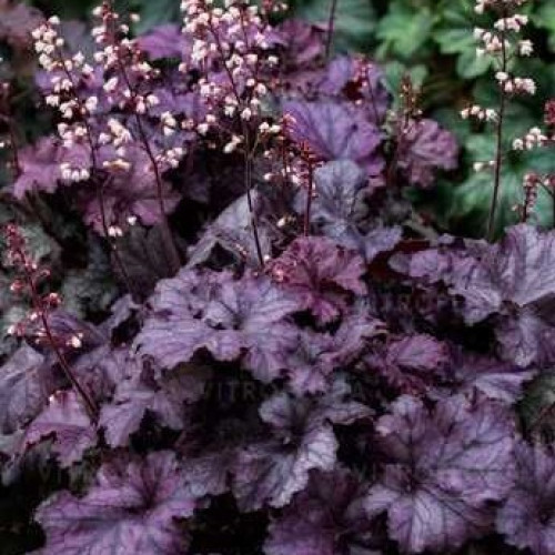 Саджанець гейхери Королівський Пурпур (Heuchera Rex Purple)
