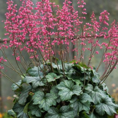 Саджанець гейхери Париж (Heuchera Paris)