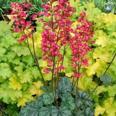 Саджанець гейхери Париж (Heuchera Paris)